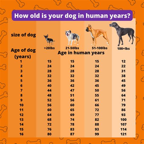  As your dog ages, you are likely to face expensive medical conditions