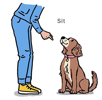  As your dog starts to jump, command your dog to "sit" and reward