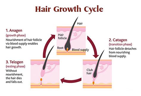  As your hair grows, your body pushes these cells out of your follicles