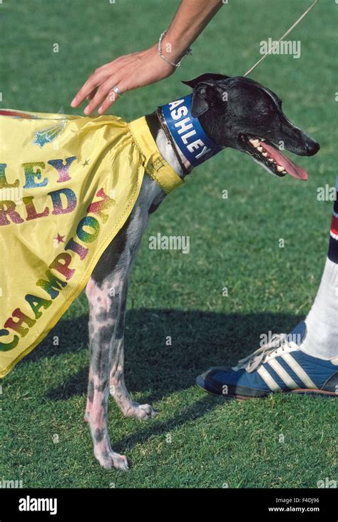  Ashley Whippet , the first disc dog , was a canine athlete of the s and three-time winner of the Canine Frisbee Disc World Championships