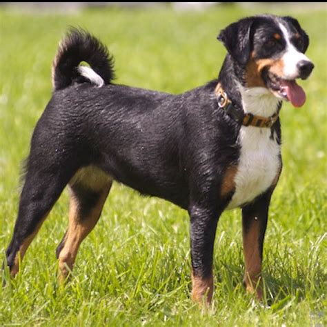  Aside from being known for having a loving personality, these breeds are only one of the four kinds of Sennenhund-type dogs from the Swiss Alps