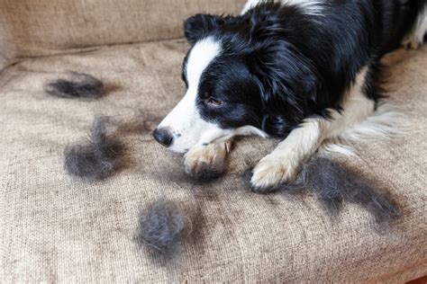  Aside from the allergies that the shedding will bring you, your dog can also be affected by excessive removals of coats