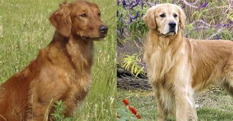  Aside from these differences, Red Golden Retrievers and classic Golden Retrievers share similar temperaments, intelligence, and overall physical features