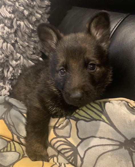  Ask Your Rhode Island German Shepherd Breeder if You Can Meet Past Customers Most responsible breeders will be more than happy to put you in touch with past customers so that you can ask them questions about their experience with the breeder
