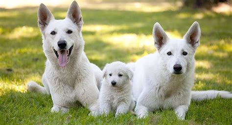  Ask about the health and temperament of their White German Shepherd pups as well as their living environment