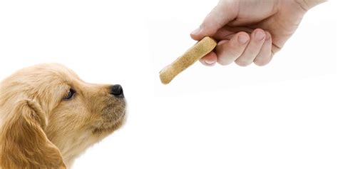  Ask people to give your puppy a treat