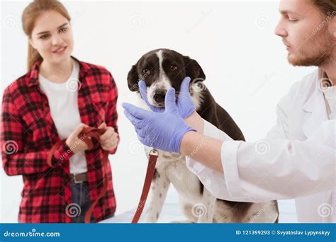  Ask whether you can get the dog checked out by your veterinarian