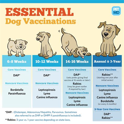  At 10 weeks a booster shot of the combination vaccine At 12 weeks against rabies At 14 weeks against kennel cough optional