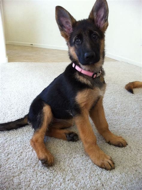  At 3 months old your German Shepherd will go down from four daily meals to three