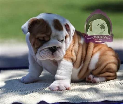  At Brenglora Bulldogs we take pride in producing top quality English Bulldog puppies for sale to families and individuals wanting a healthy, well bred English Bulldog puppy