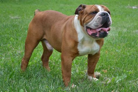  At Bruiser Bulldogs we specialize in breeding a healthy bulldog that is functional in its ability to run, walk, and play with its new family