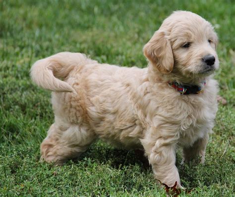  At Doodle Acres we offer well-bred, well-mannered Goldendoodles perfect for your family
