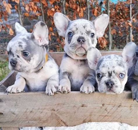  At Ethical Frenchie, our passion is to breed healthy, happy, and loving French Bulldogs by prioritizing ethical practices over profits