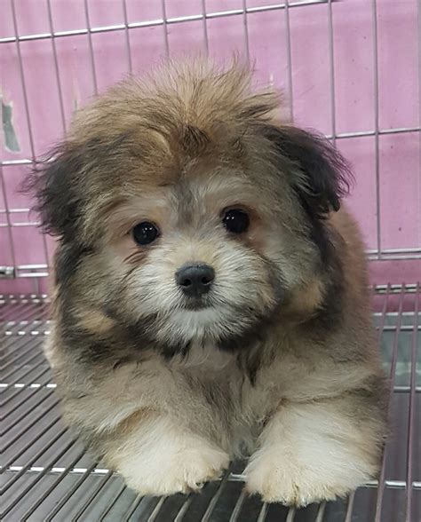  At Fifth Avenue, we offer a wide range of puppies for sale in Singapore