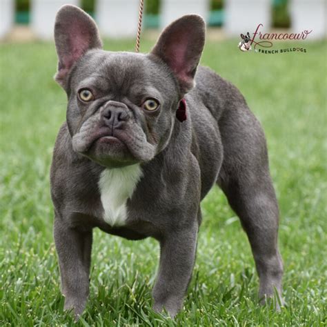  At Francoeur French Bulldogs, our system ensures excellent puppies because we screen potential parents for genetic problems with the elbows, heart and hips