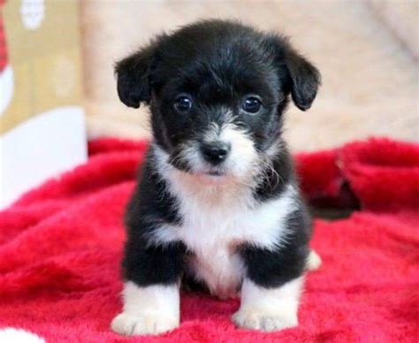  At Keystone Puppies, we have the ulti-mutt selection of affordable dogs for sale