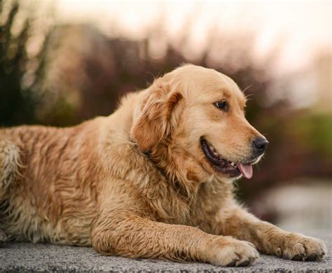  At My Golden Retriever Puppies we are a network of small, independent golden retriever breeders who care about happy and healthy dogs