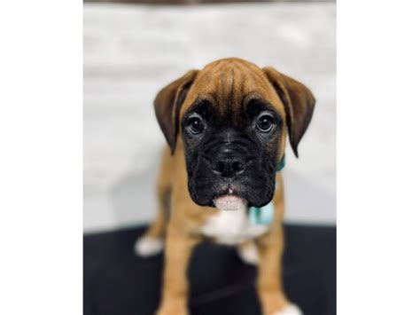  At Petland Knoxville, Tennessee, we have Boxer puppies available for adoption