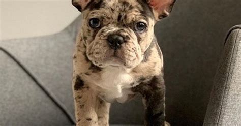  At Premier Pups, our French Bulldog puppies and their parents go through extensive screening and health testing to ensure there are no health issues