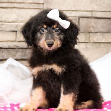  At PuppySpot, we have the widest selection of puppies for sale on the internet