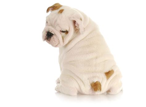  At Uptown Puppies, our team makes sure that all the breeding facilities are up to standard of all the Bulldog breeders Seattle, businesses and companies selling Bulldog puppies for sale Seattle