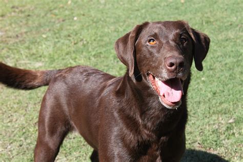  At Woods Ferry Labradors, they breed purebred yellow, black, chocolate, and white Labrador Retrievers