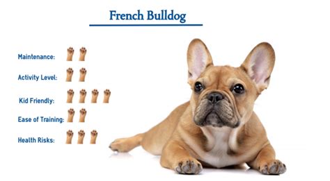  At a glance, the French bulldog is: Highly intelligent and trainable Small, meaning it does well in fairly small apartments Expensive due to demand and how difficult they are to breed Prone to breed-specific health issues So, are they worth all this expense and trouble? We think they are