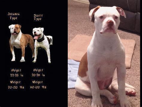  At a turning point in the revitalization of the breed, Johnson and Scott took different paths in their breeding program and what they felt was the true or original American Bulldog