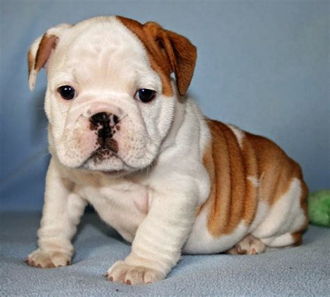  At about weeks old bulldog puppies start to get enough fat under their skin to have some wrinkles