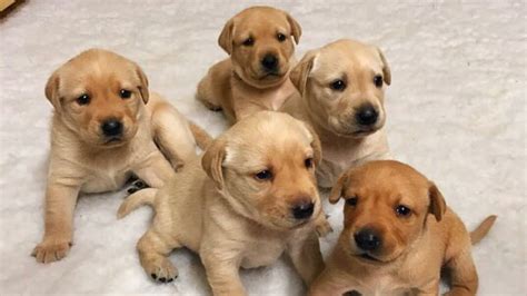  At four weeks of life, puppies might not yet be ready to try any other food