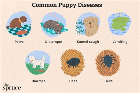  At his young age, the puppy has very little, if any, protection from common dog diseases, and these areas can easily be contaminated with the organisms causing these conditions