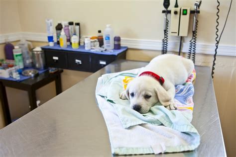  At our first puppy veterinary visit, our vet explained to us that as a rule of thumb, puppies will need to potty after naps, after meals, at night, after playing, and times in between