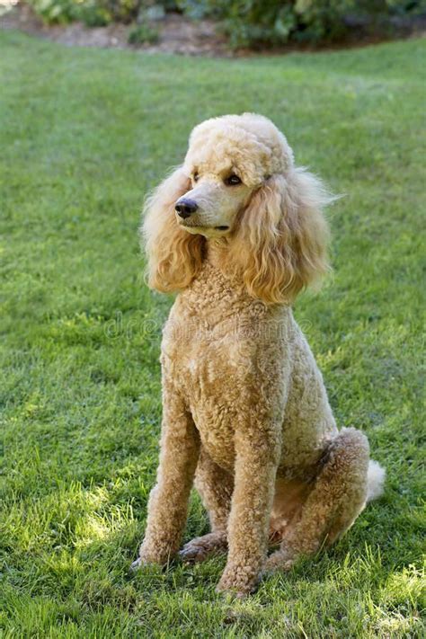  At the end of the day, Poodles are as varied as humans, and some are blessed with superior intelligence just as others are endowed with an especially friendly temperament