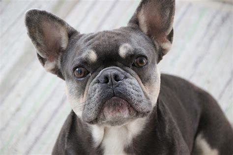  At this point, your French Bulldog may or may not have symptoms
