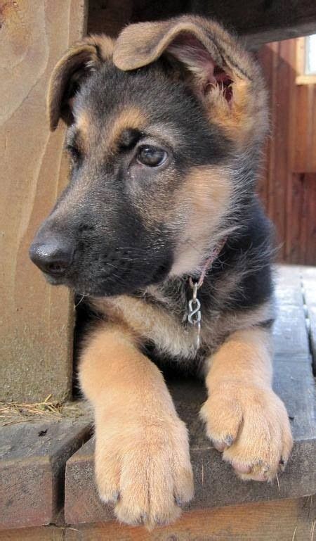 At this stage, the German Shepherd puppy