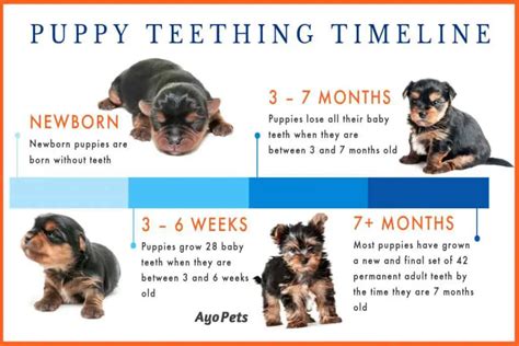  At this stage in their life, puppies will start to teeth and hanker for anything chewable they can get their jaws around