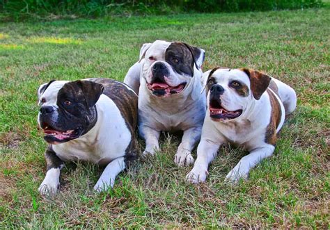  Athletic, confident, and sturdy, the American Bulldog is a temperamentally sound breed