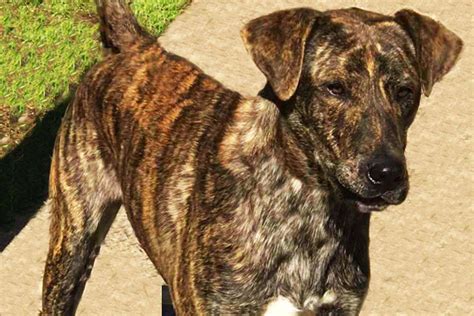  Atlanta 1 male and 1 female both white with black brindle patches, will weigh approximately 50 lbs
