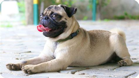 Attend a sanctioned dog show and talk with Pug breeders and competitors for recommendations