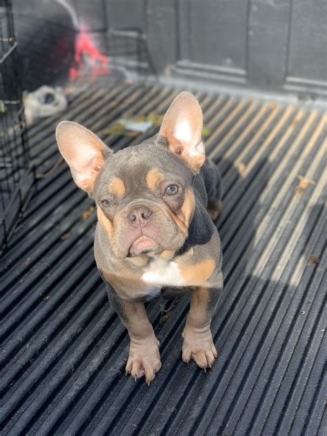  Aug 31, - Gorgeous French Bulldogs x Ready tennessee, nashville