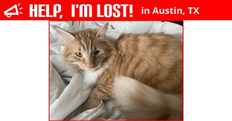  Austin, Texas Lost Cat? Looks Siamese or Himalayan Austin texas found dog