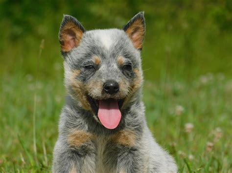  Australian Cattle Dog Puppies for Sale