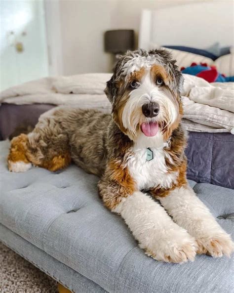  Australian Mountain Doodle is actually a tri-hybrid combining 3 great dog breeds