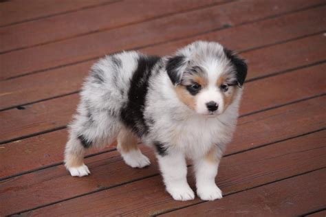  Australian Shepherd Dog Puppies and Dogs for sale near you