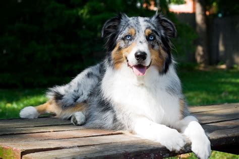  Australian Shepherds are highly intelligent and active medium-sized dogs with natural herding instincts and muscular and agile builds