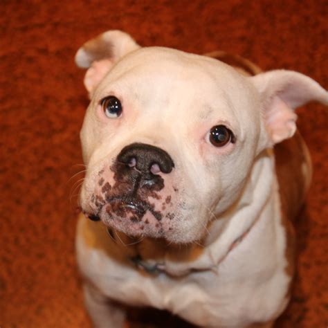  Author English Bulldog Boxer Mix Highlights The bull-boxer or Valley bulldog is a cross between two popular purebreds , the English bulldog and the boxer