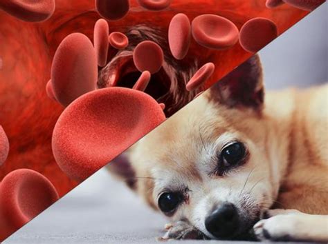  Autoimmune hemolytic anemia in dogs will cause the number of red blood cells to be low as well as altering the size and shape of the red blood cells