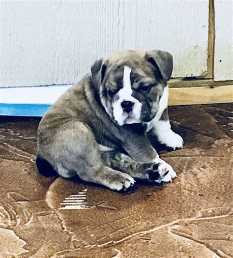  Available English bulldog puppies Scroll down to see our English bulldog puppies and available at this time, located in NC