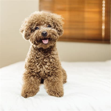  Available Toy Poodle Puppies The toy poodle succeeds the teacup poodle in size, between inches at the shoulder, lbs in weight and 15 years of life span We breed and offer teacup, toy and miniature poodle puppies for sale: Get in touch with us to know more! Get In Touch With Us …