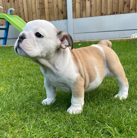  Available male and female bulldog puppies